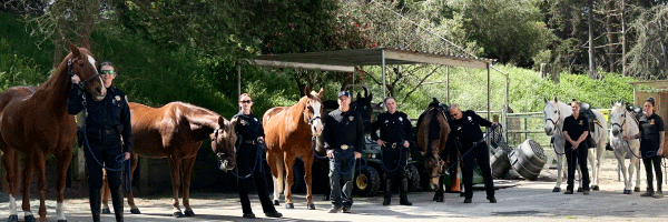 San Francisco Police Department Swears In Three New Horses at Golden Gate Park Ceremony